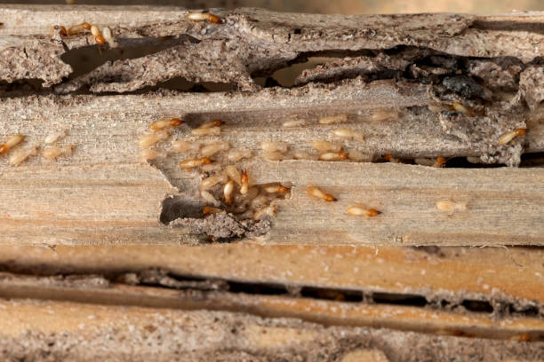 Best Bed Bug Extermination  in Ronan, MT