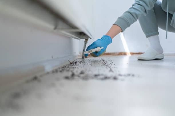 Best Rat Extermination Near Me  in Ronan, MT